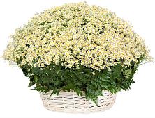 Цветочная композиция из Ромашки в корзине #REPLACE_PRED# Беседы